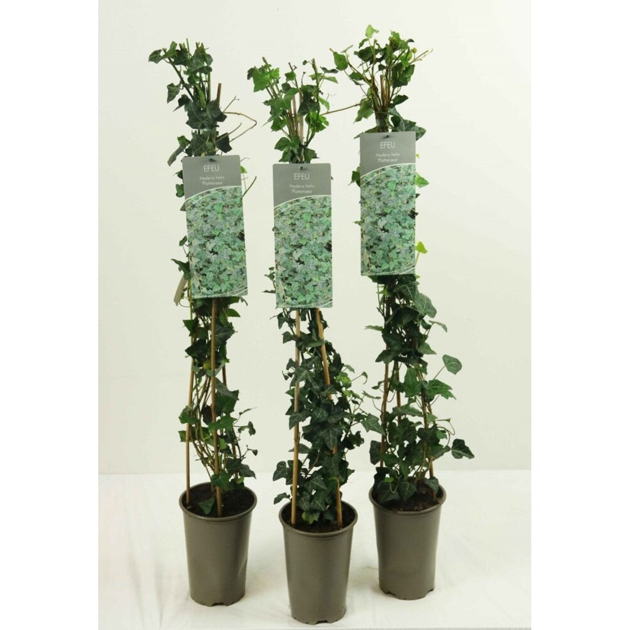 Murgröna – Hedera helix 'Plattensee' - C2 60-80 CM Stick